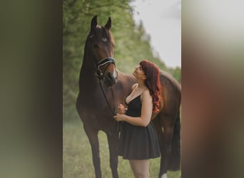 Spanish Sporthorse, Mare, 5 years, 16,1 hh, Bay-Dark