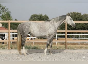 Spanish Sporthorse, Mare, 5 years, 16,1 hh, Grey