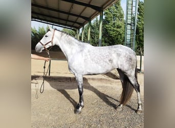 Spanish Sporthorse Mix, Mare, 5 years, 16,2 hh, Grey