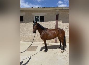 Spanish Sporthorse, Mare, 6 years, 15.1 hh, Brown
