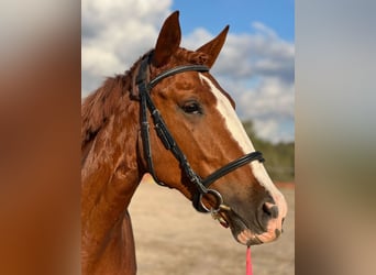 Spanish Sporthorse, Mare, 6 years, 15.2 hh, Chestnut-Red
