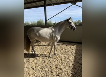 Spanish Sporthorse Mix, Mare, 6 years, 15 hh, Gray-Fleabitten