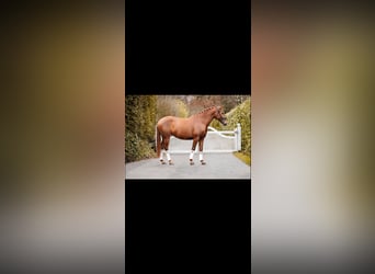 Spanish Sporthorse, Mare, 6 years, 15,2 hh, Chestnut-Red