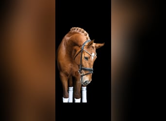 Spanish Sporthorse, Mare, 6 years, 15,2 hh, Chestnut-Red