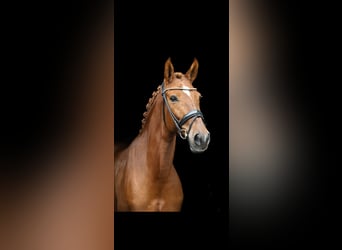 Spanish Sporthorse, Mare, 6 years, 15,2 hh, Chestnut-Red
