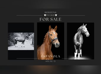 Spanish Sporthorse, Mare, 6 years, 15,2 hh, Chestnut-Red