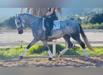 Spanish Sporthorse, Mare, 6 years, 16 hh