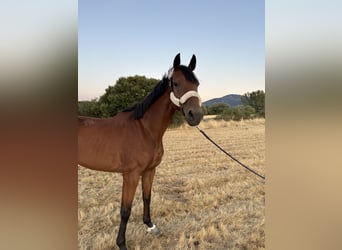 Spanish Sporthorse, Mare, 6 years, 17 hh, Brown