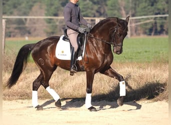 Spanish Sporthorse, Mare, 7 years, 15,3 hh, Bay-Dark
