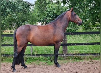 Spanish Sporthorse Mix, Mare, 7 years, 15,3 hh, Brown
