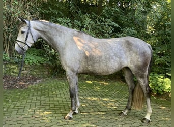 Spanish Sporthorse, Mare, 7 years, 16.1 hh, Gray-Dapple
