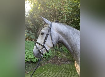 Spanish Sporthorse, Mare, 7 years, 16.1 hh, Gray-Dapple