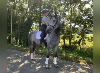 Spanish Sporthorse, Mare, 7 years, 16.1 hh, Gray-Dapple