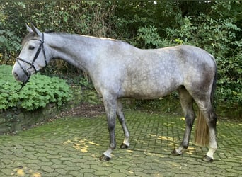 Spanish Sporthorse, Mare, 7 years, 16.1 hh, Gray-Dapple