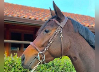 Spanish Sporthorse, Mare, 7 years, 16 hh, Brown