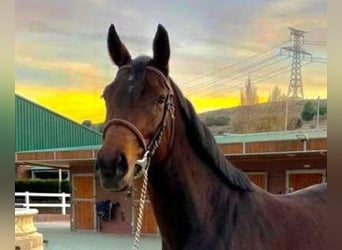 Spanish Sporthorse, Mare, 7 years, 16 hh, Brown