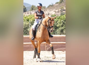 Spanish Sporthorse Mix, Mare, 7 years, 17 hh, Palomino