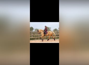 Spanish Sporthorse, Mare, 7 years, 17 hh, Palomino