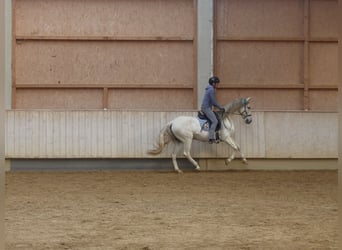 Spanish Sporthorse Mix, Mare, 8 years, 15.1 hh, Grey-Dark-Tan