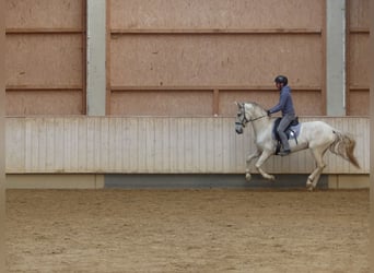 Spanish Sporthorse Mix, Mare, 8 years, 15.1 hh, Grey-Dark-Tan
