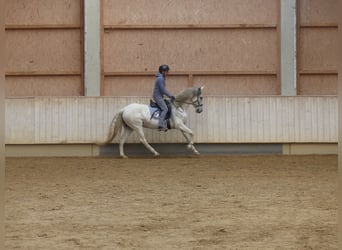 Spanish Sporthorse Mix, Mare, 8 years, 15,1 hh, Grey-Dark-Tan
