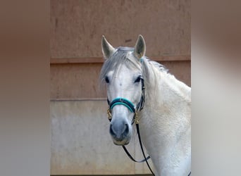Spanish Sporthorse Mix, Mare, 8 years, 15,1 hh, Grey-Dark-Tan