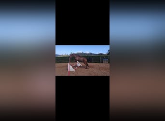Spanish Sporthorse, Mare, 8 years, 16.2 hh, Brown