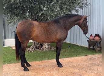 Spanisches Sportpferd, Stute, 8 Jahre, 16,2 hh, Brauner