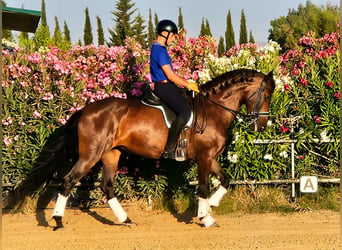 Spanish Sporthorse, Mare, 8 years, 16.3 hh, Bay-Dark