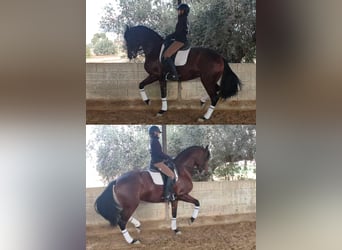 Spanish Sporthorse, Mare, 8 years, 16,3 hh, Brown