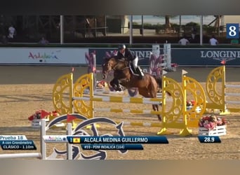 Spanish Sporthorse, Mare, 8 years, 16.3 hh, Brown