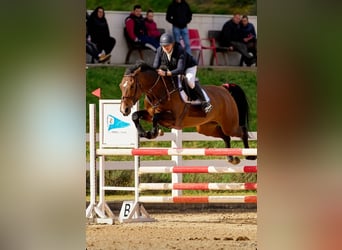 Spanish Sporthorse, Mare, 8 years, 16.3 hh, Brown