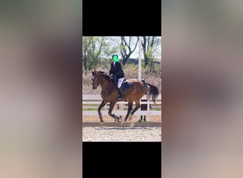 Spanish Sporthorse, Mare, 8 years, 16,2 hh, Bay-Dark