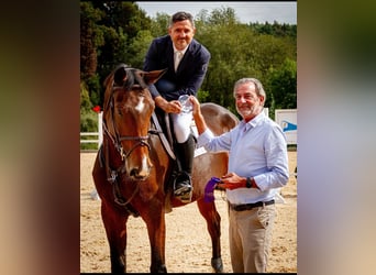 Spanish Sporthorse, Mare, 8 years, 16,3 hh, Brown