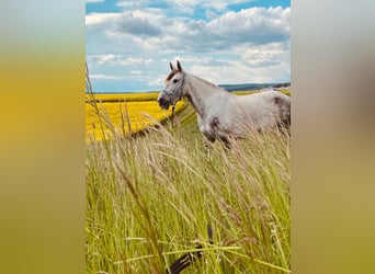 Spanish Sporthorse Mix, Mare, 9 years, 14.2 hh, Gray-Dapple