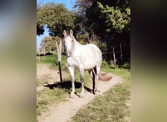 Spanish Sporthorse, Mare, 9 years, 15.1 hh, Gray-Fleabitten