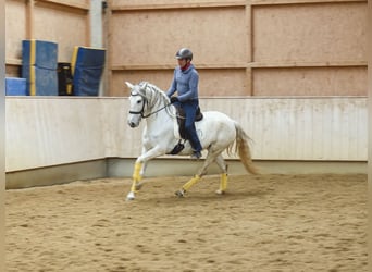 Spanish Sporthorse Mix, Mare, 9 years, 15.1 hh, Grey-Dark-Tan