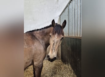 Spanish Sporthorse, Mare, 9 years, 15.2 hh, Buckskin
