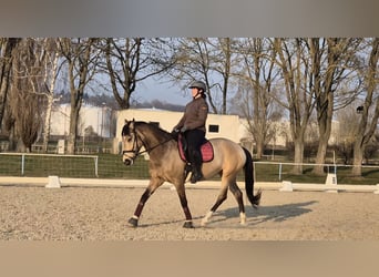 Spanish Sporthorse, Mare, 9 years, 15.2 hh, Buckskin