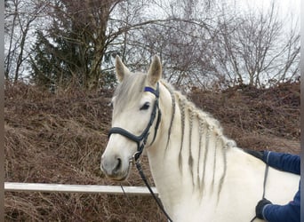 Spanish Sporthorse Mix, Mare, 9 years, 15,1 hh, Grey-Dark-Tan