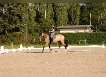Spanish Sporthorse, Mare, 9 years, 15,2 hh, Buckskin