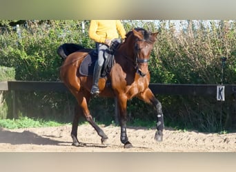 Spanish Sporthorse, Mare, 9 years, 16.2 hh, Bay
