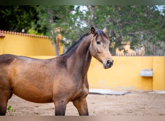 Spanish Sporthorse Mix, Mare, 9 years, 16,1 hh, Buckskin