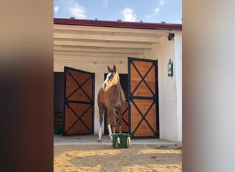 Spanish Sporthorse, Mare, Foal (02/2026), 10.2 hh, Chestnut