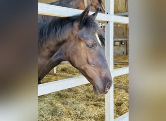 Spanish Sporthorse, Mare, Foal (03/2023), 16 hh, Black