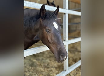 Spanish Sporthorse, Mare, Foal (03/2023), 16 hh, Black