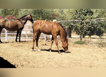 Spanish Sporthorse, Mare, Foal (04/2025), Brown-Light