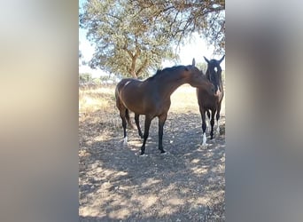 Spanish Sporthorse, Mare, Foal (04/2026), Chestnut-Red