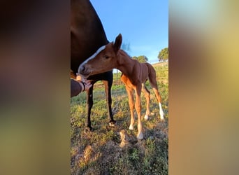 Spanish Sporthorse, Mare, Foal (04/2026), Chestnut-Red