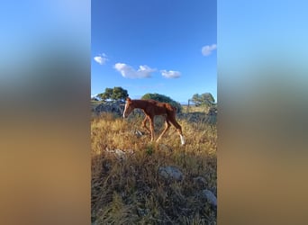 Spanish Sporthorse, Mare, Foal (04/2026), Chestnut-Red